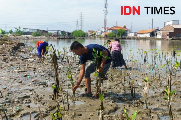 Konversi 30 Ribu Kardus Bekas Paket Belanja Online jadi Bibit Mangrove