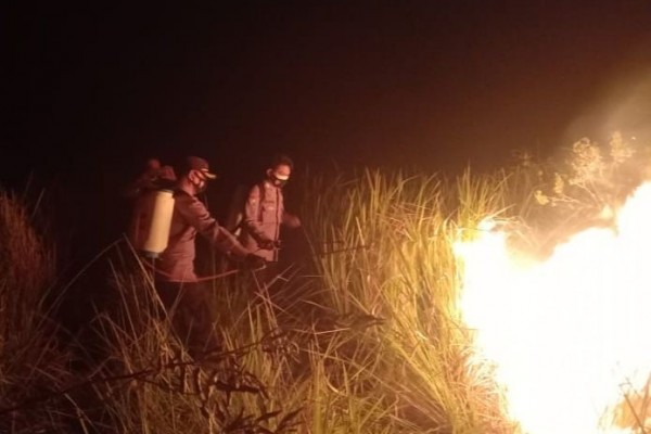 Polisi Bentuk Tim Buru Pelaku Pembakaran Hutan Kawasan Way Kambas