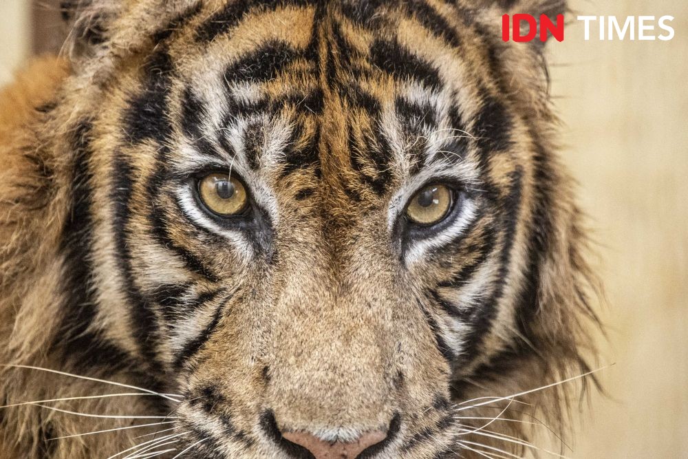 Bestie, Harimau Muda yang Masuk Perkebunan Pulang ke Leuser