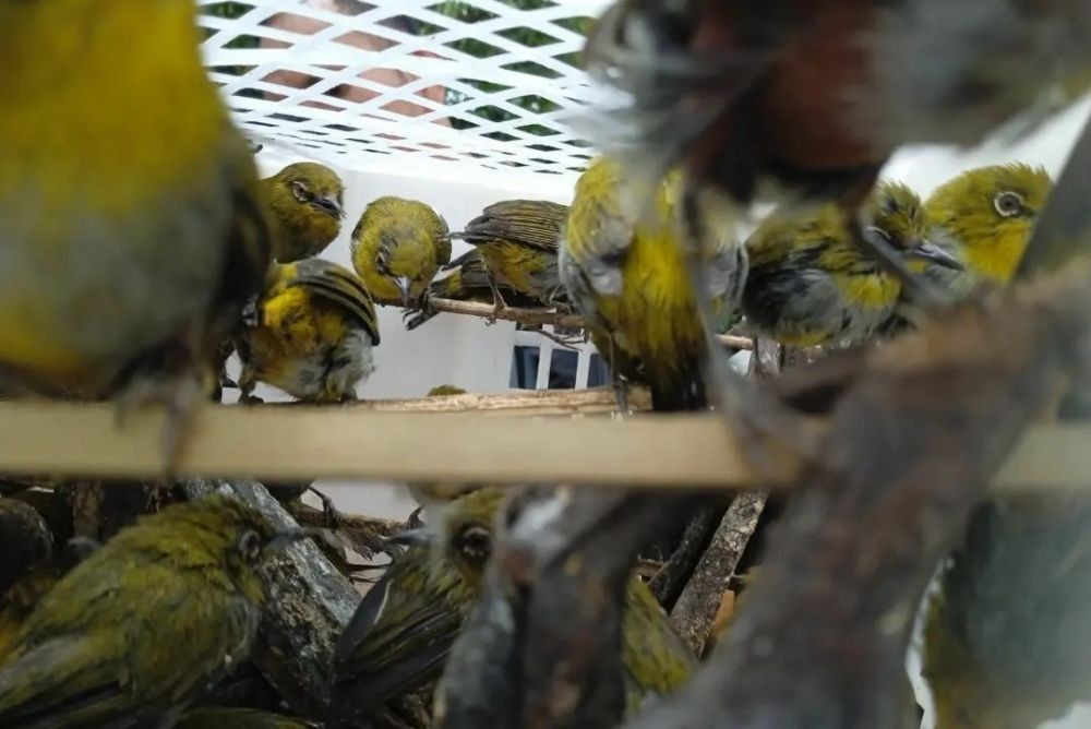 Lampung Masih Titik Transit Penyelundupan Burung Liar Sumatera ke Jawa