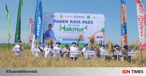 Pupuk Kaltim Mendorong Produktivitas Persawahan Di Bontang 9815