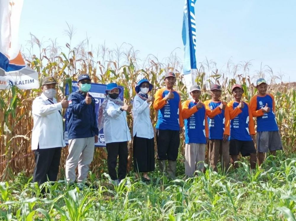 Pupuk Kaltim dalam Mendorong Produktivitas Lahan Persawahan di Bontang