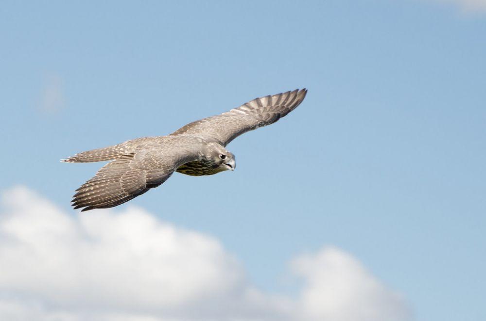 10 Burung yang Terbang dengan Kecepatan Tinggi, Ngebut di Angkasa