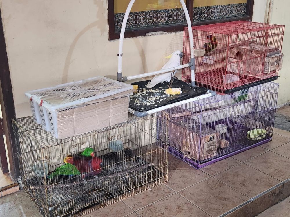 Polresta Balikpapan Tangkap Dua Penjual Burung Dilindungi 