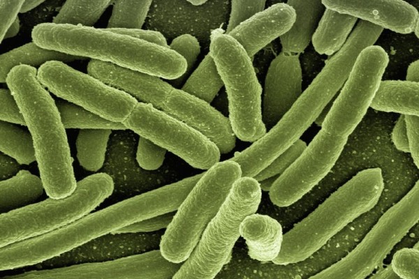 Resistansi Antimikroba Menyebabkan 4,9 Juta Kematian Per Tahun