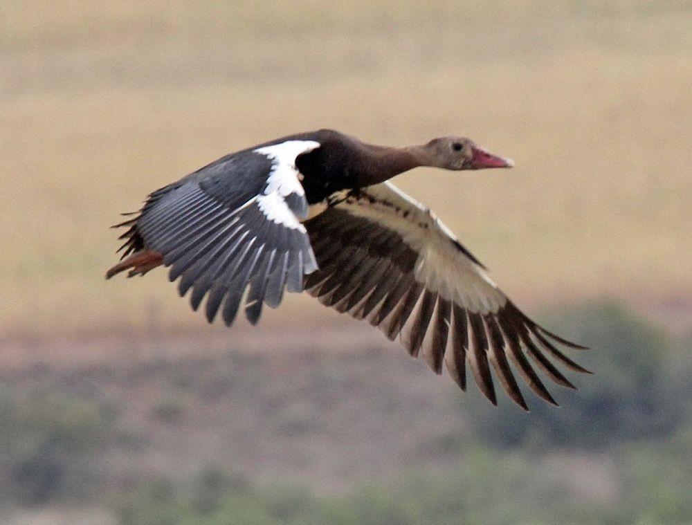 10 Burung yang Terbang dengan Kecepatan Tinggi, Ngebut di Angkasa