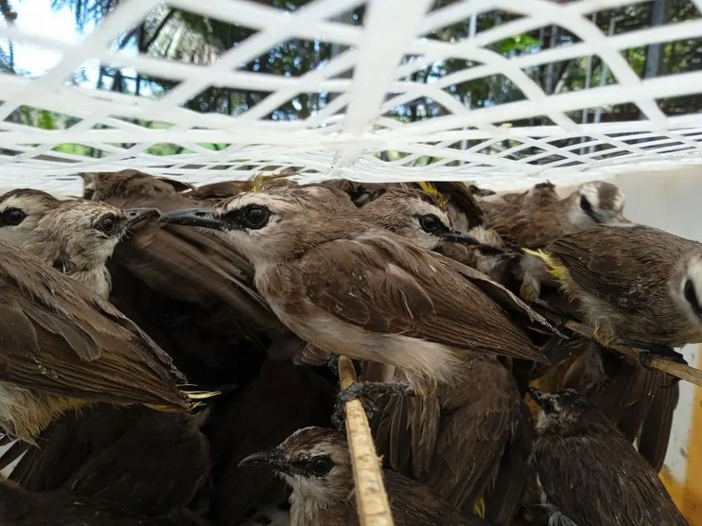 Terkuak! Penyelundupan 1.773 Burung Asal Lamteng Tujuan Tangerang