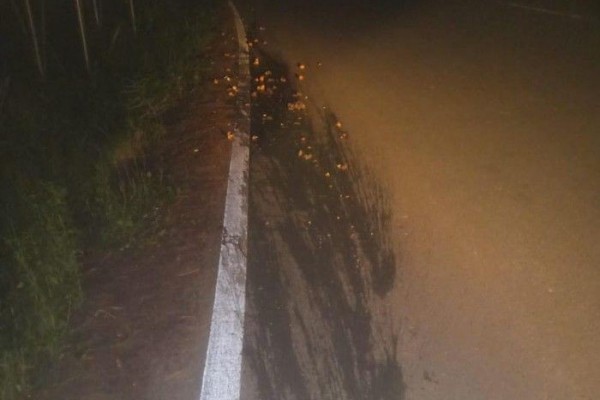 Kantornya Dilempari Telur Busuk, Nasdem Aceh Lapor Polisi