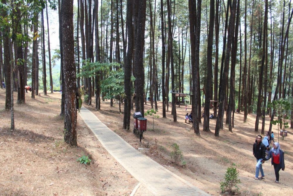 7 Wisata Hutan Pinus Paling Hits di Jawa Timur, Back To Nature! 