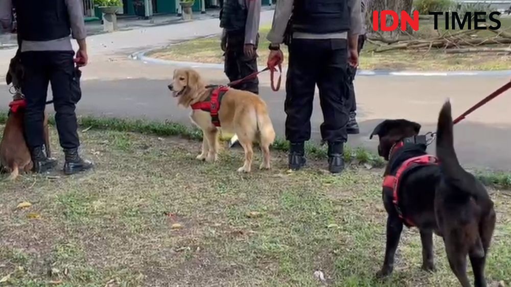11 Anjing Ras K9 Ikut Terlibat Dalam Pengamanan Nikahan Kaesang