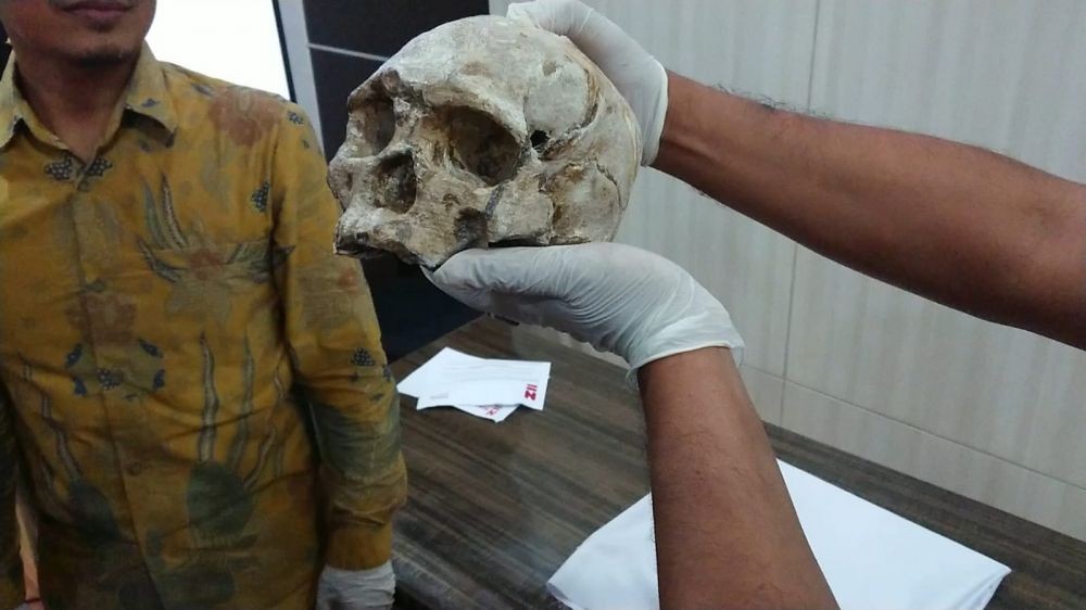 Replika Tengkorak Homo Wajakensis Tiba dari Belanda, Ini Wujudnya