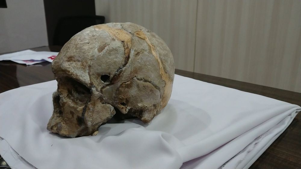 Replika Tengkorak Homo Wajakensis Tiba dari Belanda, Ini Wujudnya