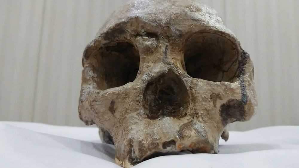 Replika Tengkorak Homo Wajakensis Tiba dari Belanda, Ini Wujudnya