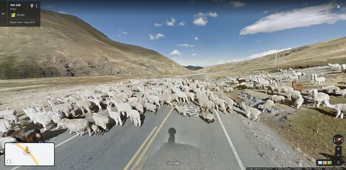 Tingkah Kocak Para Hewan yang Nampang di Google Street View