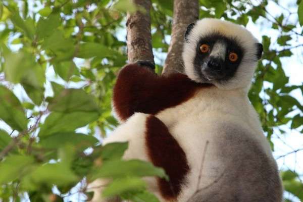 Hewan Yang Hanya Bisa Ditemukan Di Madagaskar Unik