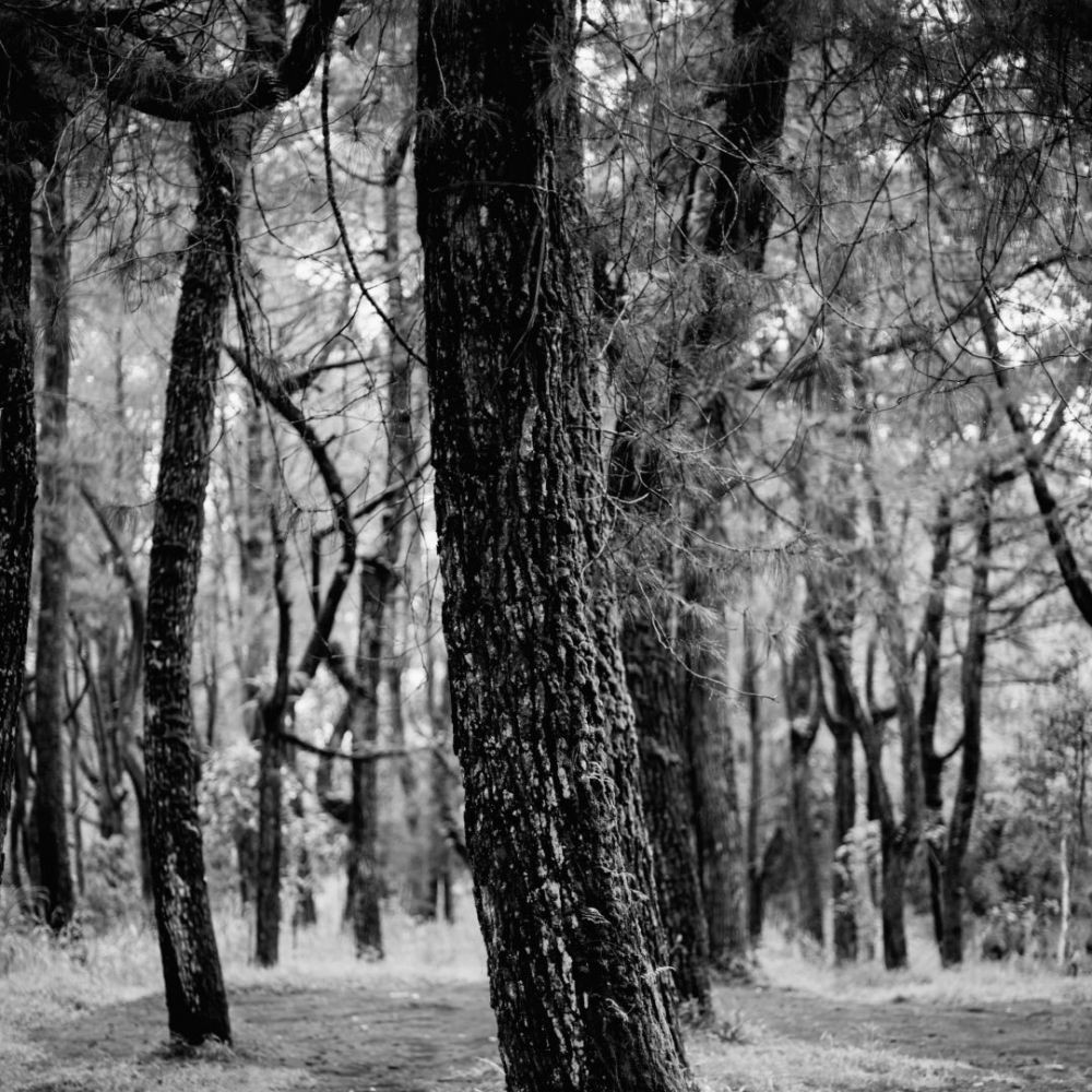Bangli Punya Wana Wisata Hutan Pinus Glagalinggah, Baru Diresmikan!