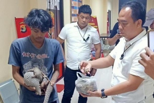 Polisi Ungkap Penjualan Tenggiling Dan Pengangkutan Burung