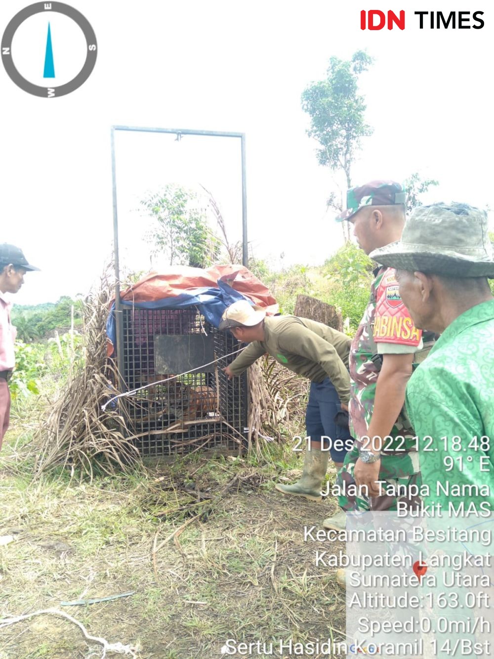 Warga Cemas, Harimau Sumatra Diduga Mangsa Anak Sapi di Tangkahan 