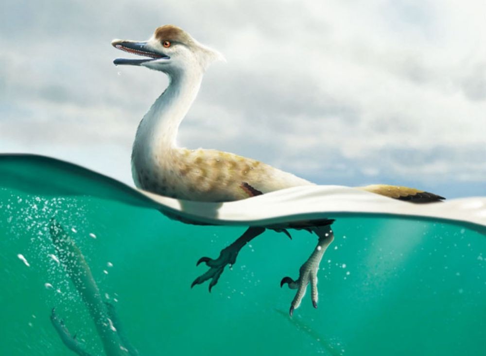 7 Facts about Natovenator polydontus, a swan-like dinosaur that is good at swimming