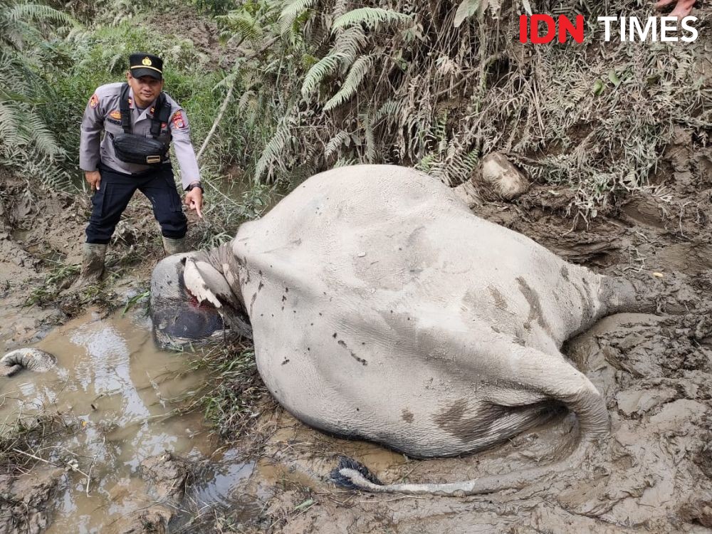 Gajah Jinak Ditemukan Mati di Kawasan CRU Serbajadi