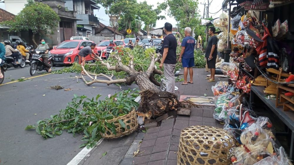 Penyebab Angin Sangat Kencang di Bali, Capai 81 Km per Jam  