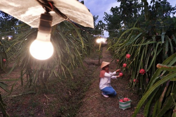 Tarif Listrik PLN Tetap pada Triwulan Pertama Tahun 2023