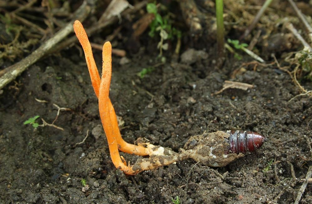 Jamur Cordyceps Ada di Indonesia, Menginfeksi Manusia jadi Zombie? 