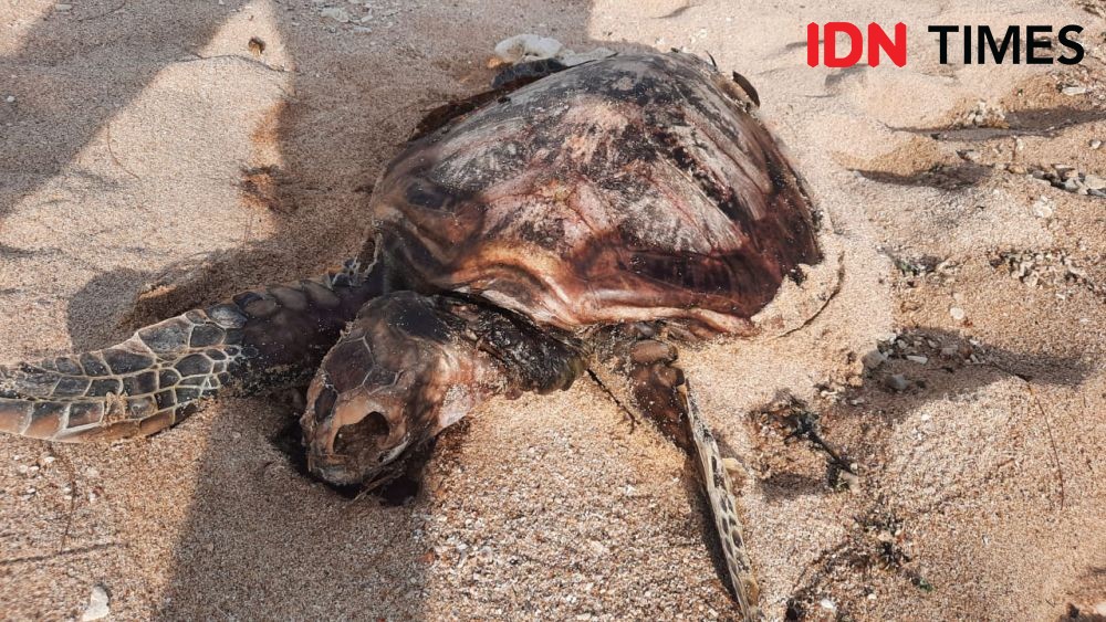 Penyu Lekang Ditemukan Mati di Pantai Aceh Jaya Terkena Jaring Nelayan
