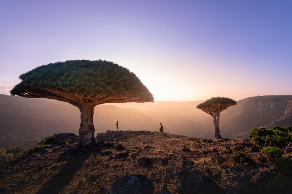 Potret Pulau Socotra Yaman, Penuh Misteri Sekaligus Indah