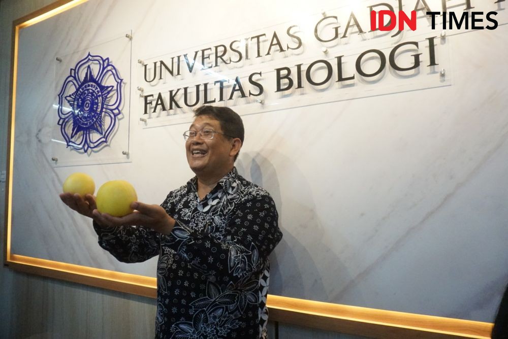 Dekan Fakultas Biologi UGM Buat Melon Seukuran Apel