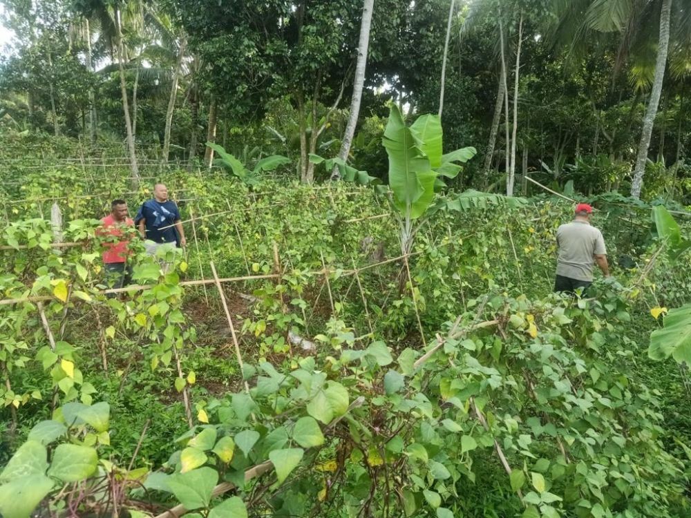 Polisi Temukan Ladang Ganja Ditanam Bersama Sayuran di Lampung Selatan