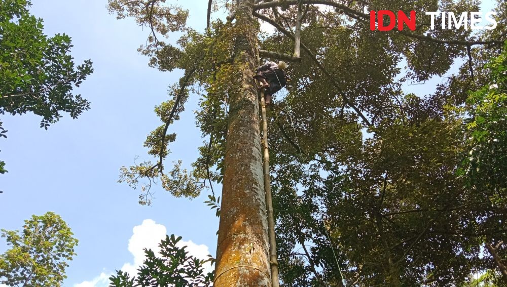 6 Daerah di Jateng Mulai Panen Durian Lokal, Rasa Lebih Legit!
