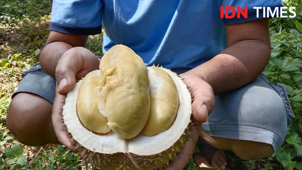 Dilanda Cuaca Ekstrem, Rasa Manis Durian Lokal Semarang Berkurang Drastis