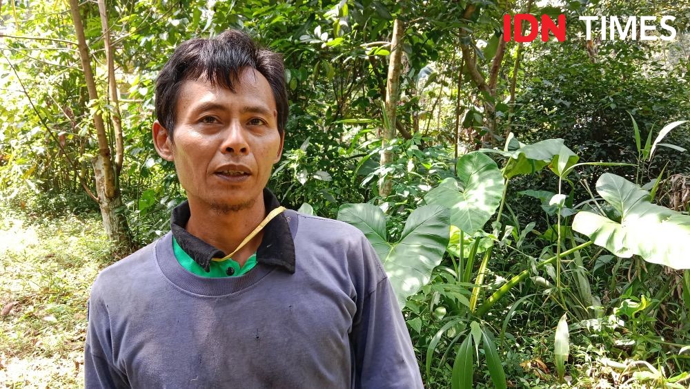Kisah Kahono, Belasan Tahun Bertaruh Nyawa Demi Legitnya Durian Yuyem