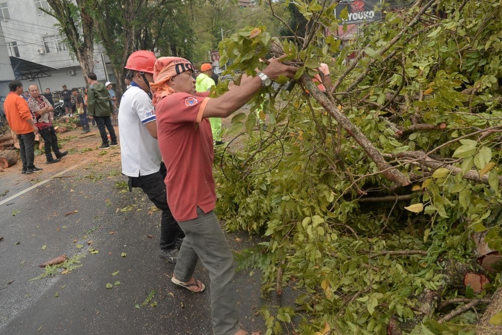 37 Pohon Tumbang di Kota Manado dalam 2 Minggu Terakhir