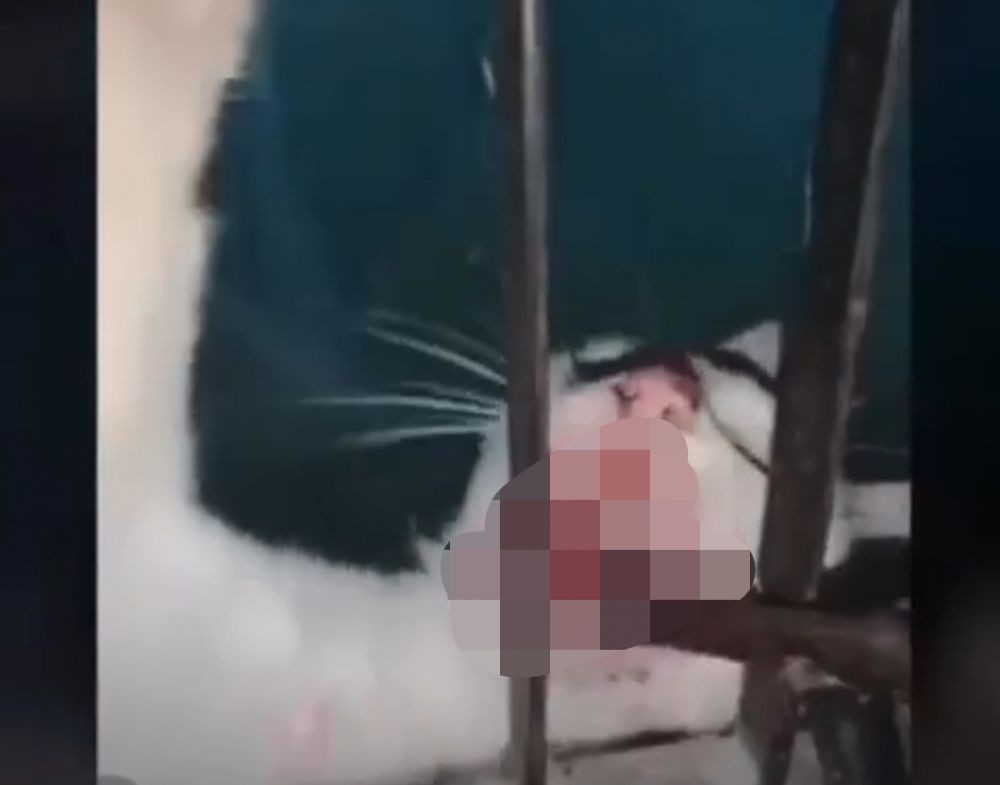 Viral Video Penyiksaan Kucing; Dijepit dan Mulutnya Dijejali Besi