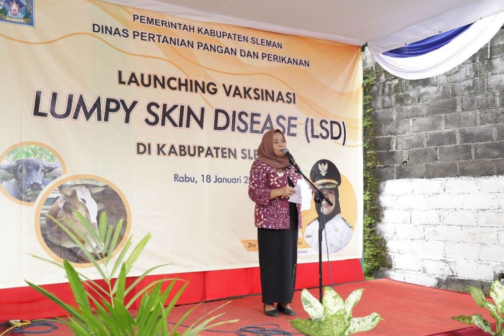 Puluhan Ribu Sapi Rentan Lumpy Skin Disease, Sleman Gencarkan Vaksin