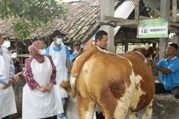 Puluhan Ribu Sapi Rentan Lumpy Skin Disease, Sleman Gencarkan Vaksin