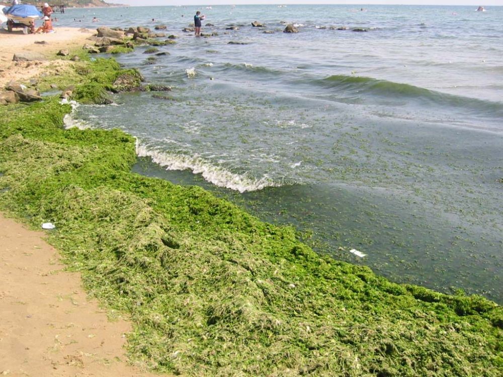 Jadi Penyebab Air Laut Hijau di Selayar, Apa Itu Ledakan Alga?