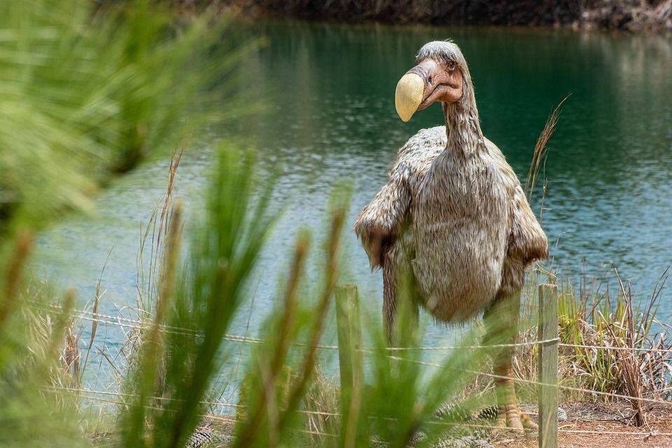 9 Burung Bersayap Tapi Tak Bisa Terbang, Terus Untuk Apa?