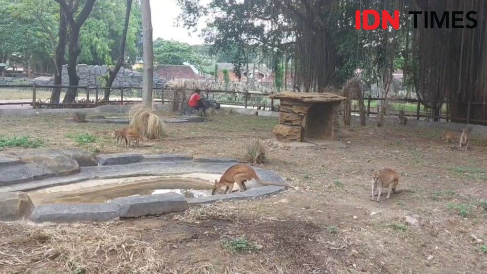 Segera Dibuka! Kebun Binatang Solo Safari, Ada Resto di Kandang Singa