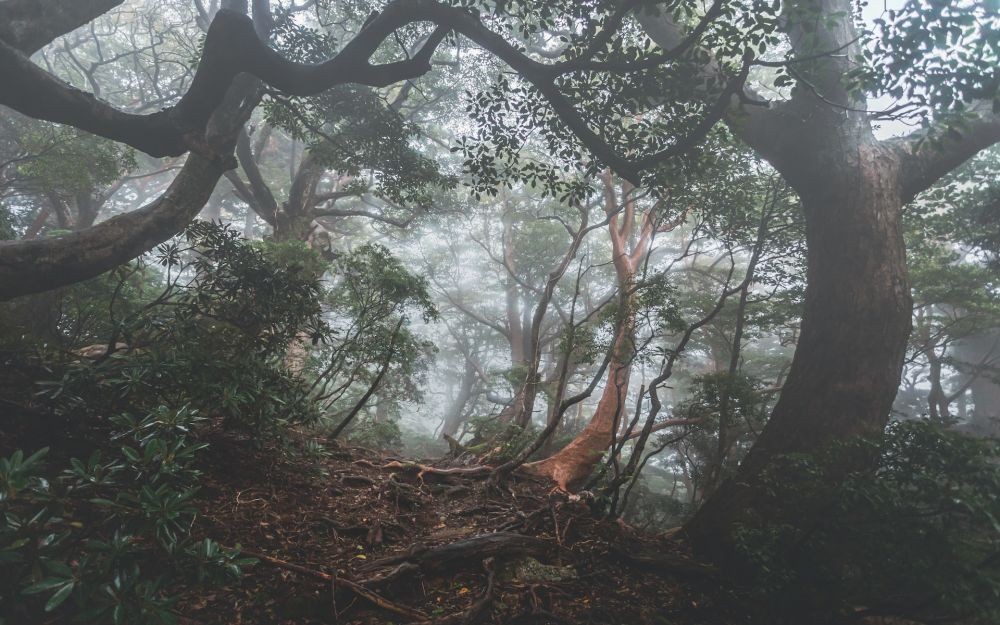 10 Hutan Tertua di Dunia serta Jenis Vegetasinya
