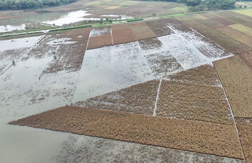 Ini 4 Syarat Pencairan Klaim AUTP Bagi Petani Jateng yang Jadi Korban Banjir, Tertarik Gak?