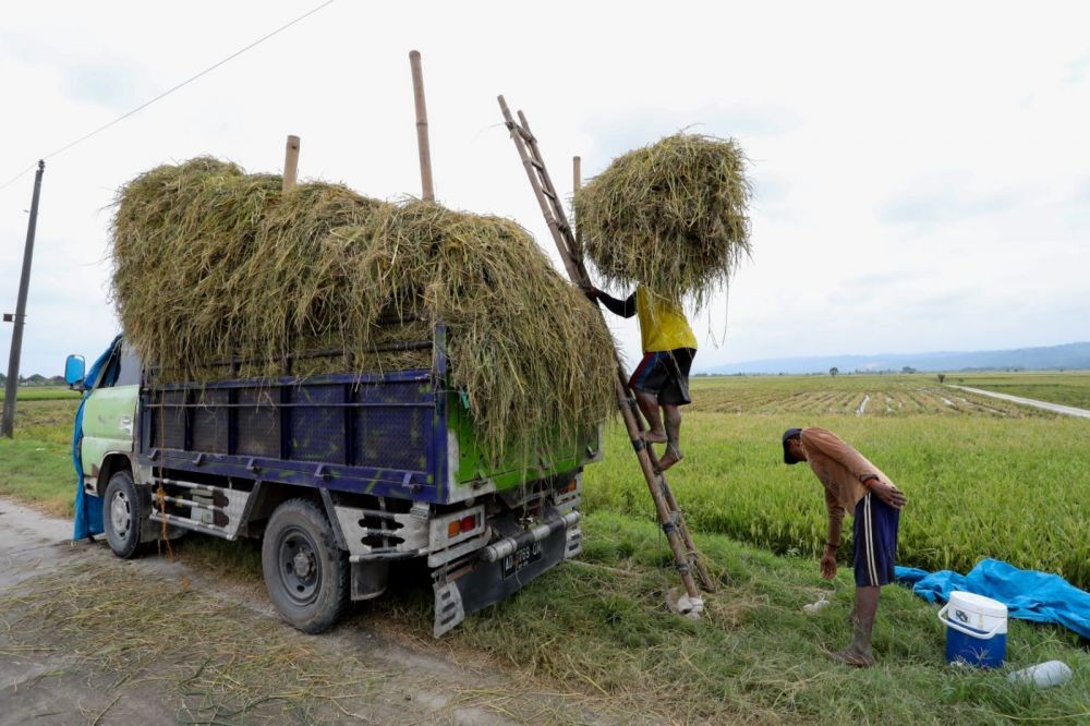 Duh Dek! Kenaikan Harga Beras di Jateng Tertinggi se-Indonesia