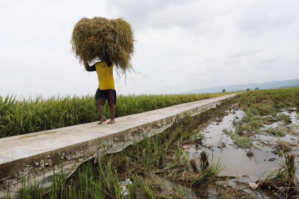 Ada El Nino, Distanbun Jateng Sarankan Petani Gak Usah Buru-buru Menanam