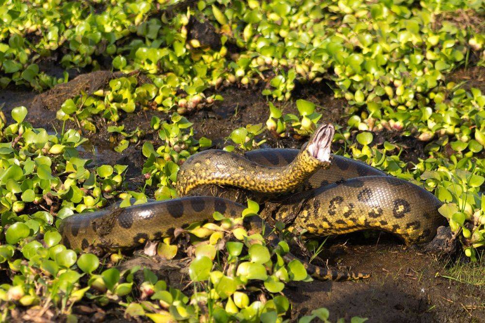 10 Jenis Ular Terpanjang Di Dunia, Berbisa Hingga Melilit