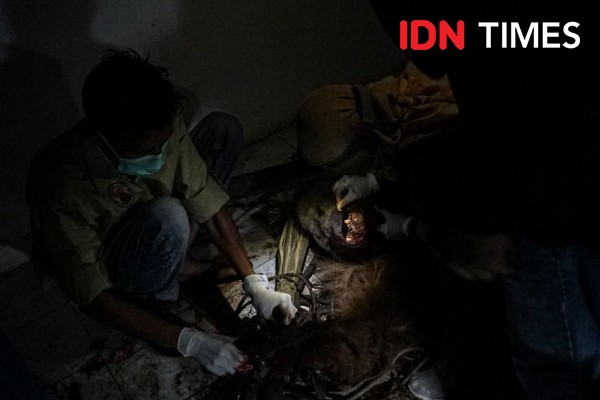Orangutan Evakuasi dari Karo Mati, Ada Luka Kekerasan Fisik