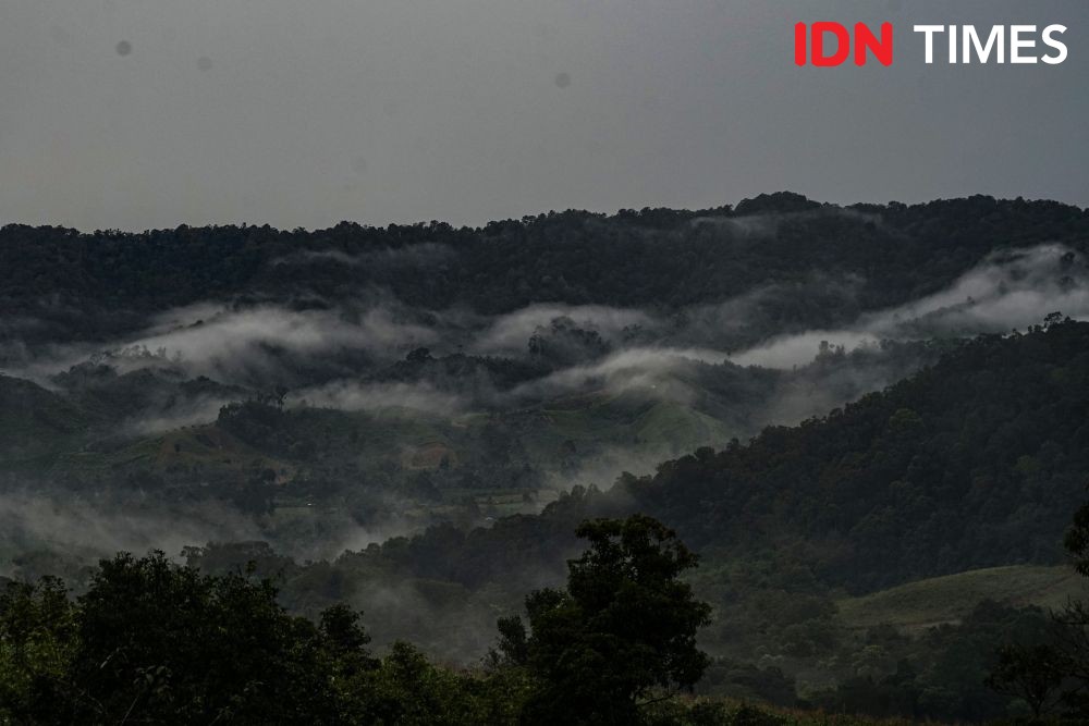 Orangutan Masuk Kebun Warga Ditangkap, Diduga Ada Luka Tembak 