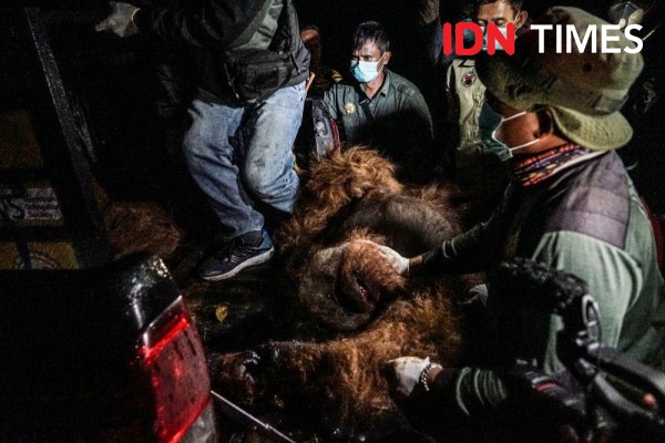 Orangutan Masuk Kebun Warga Ditangkap, Diduga Ada Luka Tembak