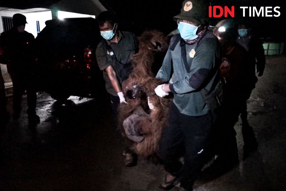 Orangutan Masuk Kebun Warga Ditangkap, Diduga Ada Luka Tembak 